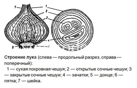 Выращивание семейного лука, крупный семейный лук, резка семейного лука