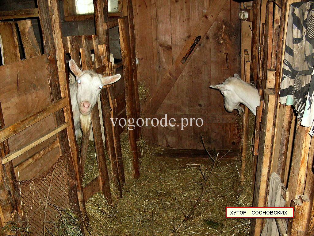 Сарай для содержания коз, полы в сарае, кормушки для коз