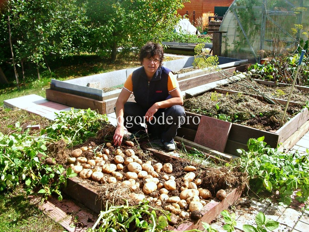 Выращивание картофеля на очень маленькой площади.