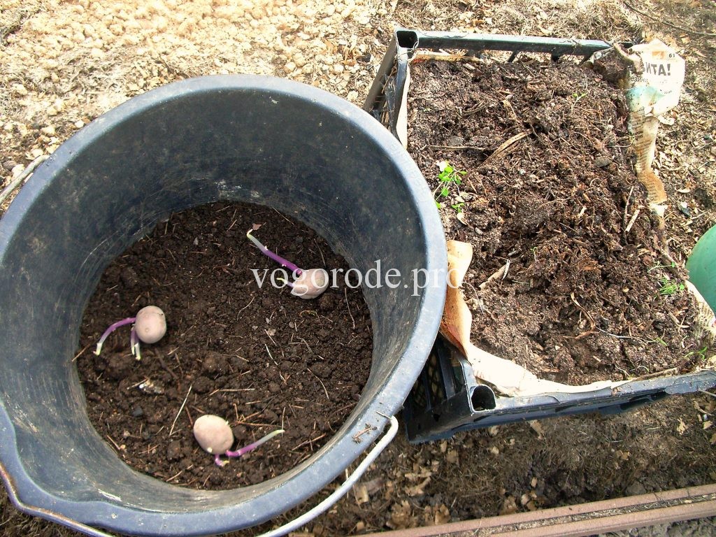 Выращивание картофеля в ведре. Посадка.