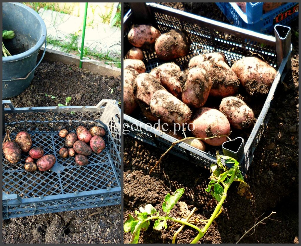Выращивание картошки в ведре. Эксперимент. 