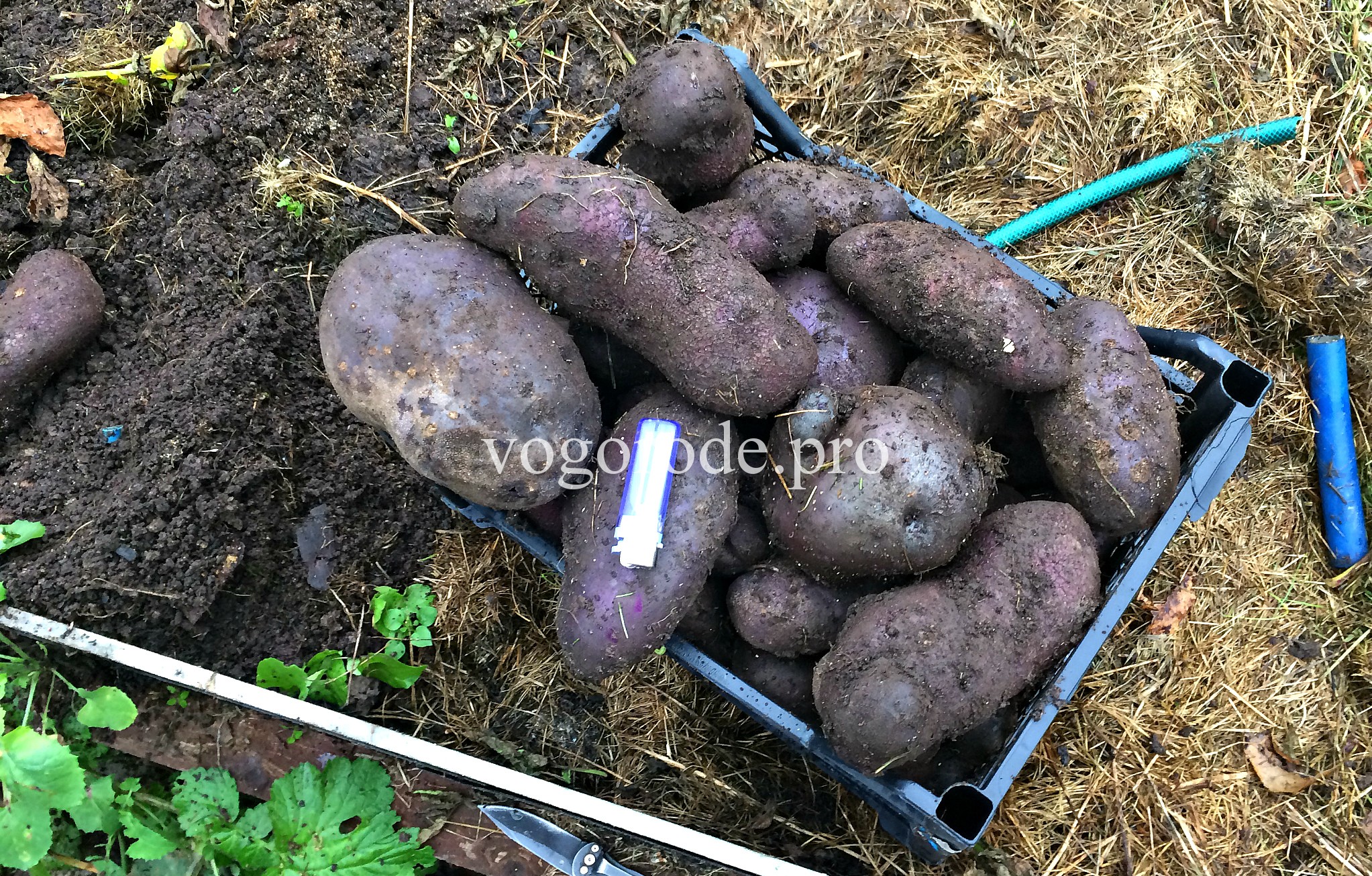Фиолетовая картошка на огороде