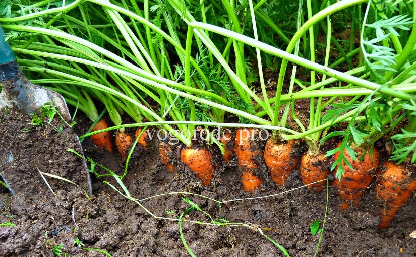 Выращивание ранней и поздней моркови от семян до урожая. -