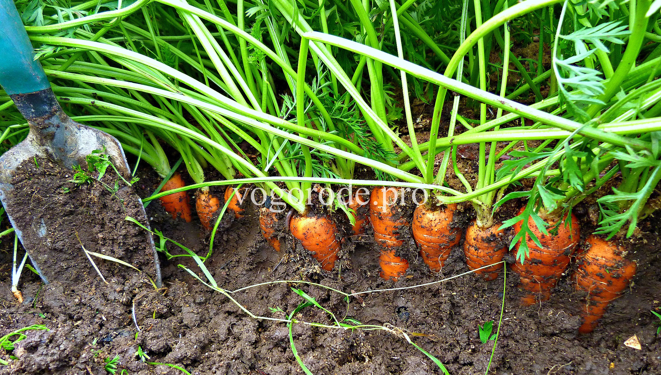 Выращивание ранней и поздней моркови от семян до урожая. -