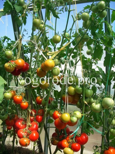 Уход за помидорами в теплице -