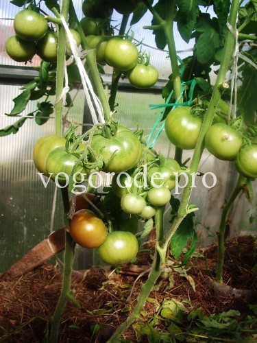 урожай-помидоров-ранний