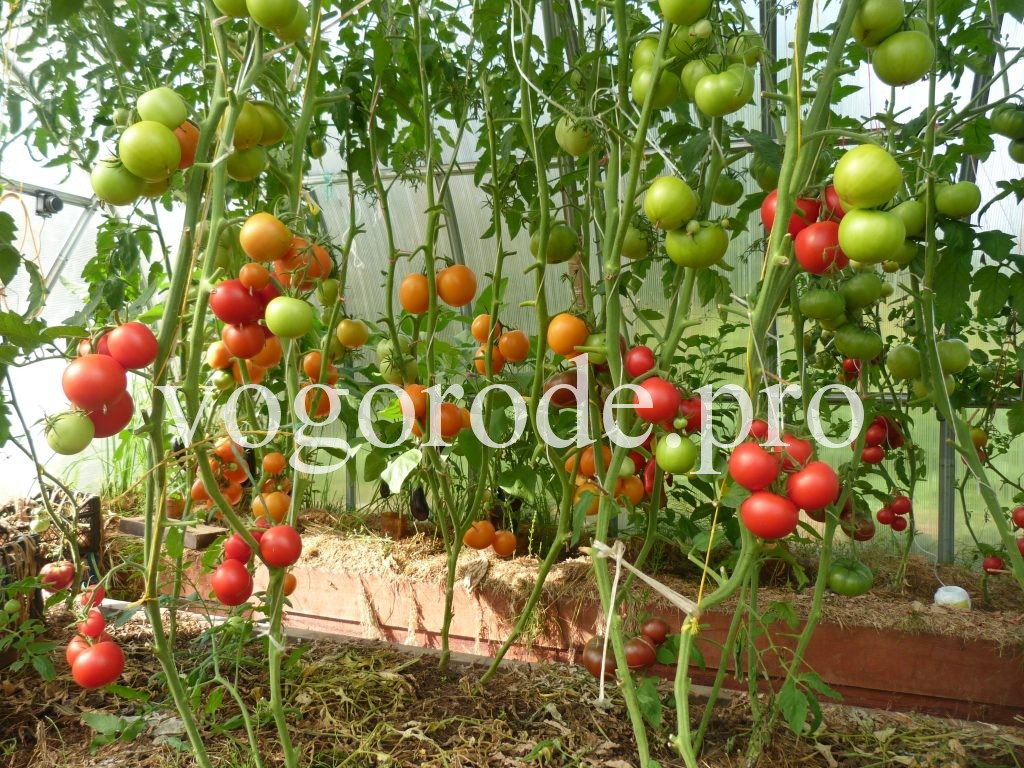Посадка семян помидоров с гибрида F1. Эксперимент.
