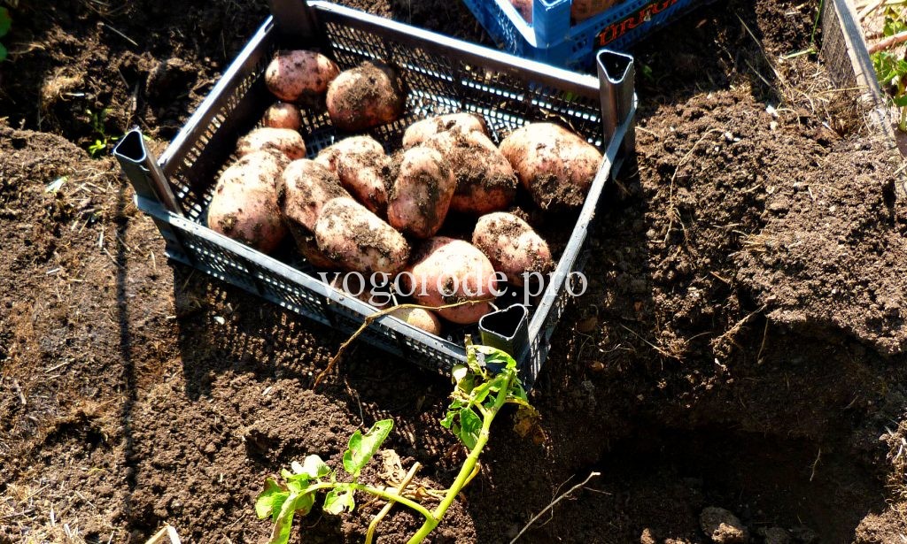 Выращивание раннего картофеля.