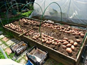 Выращивание раннего картофеля