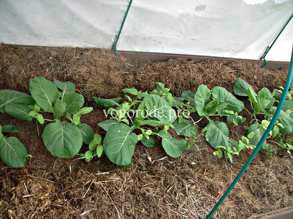 Выращивание ранней капусты.