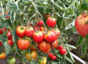 Выращивание рассады томатов в Ленинградской области.