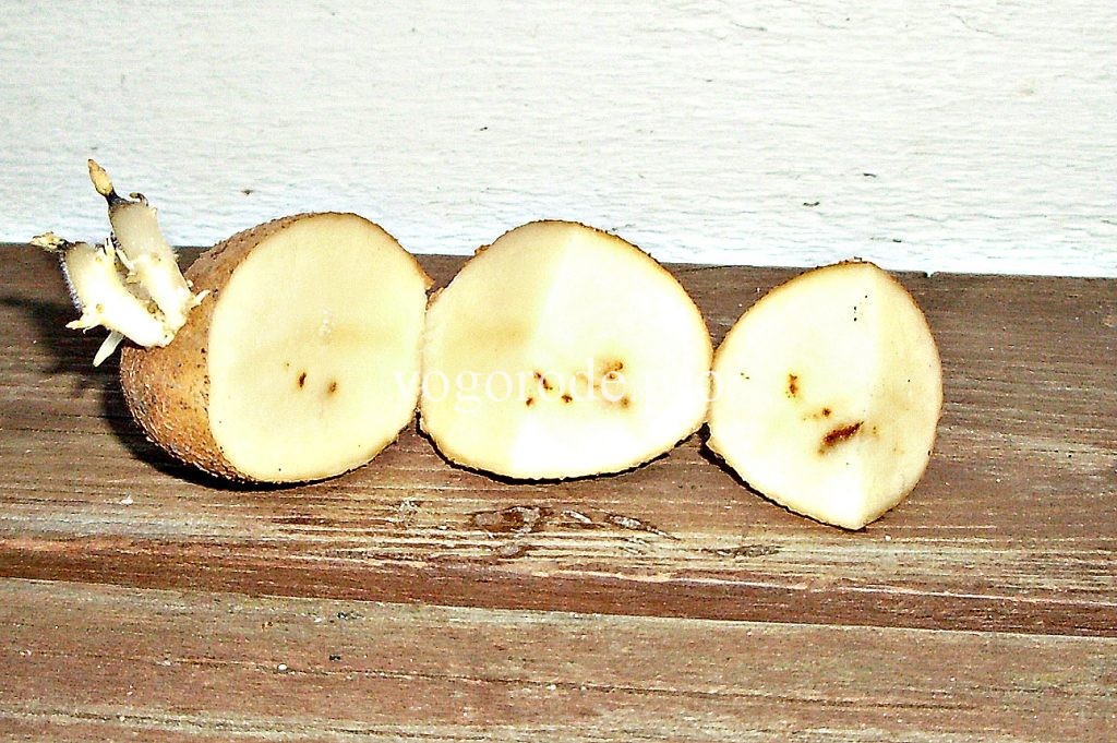 Чернеют ростки у картофеля