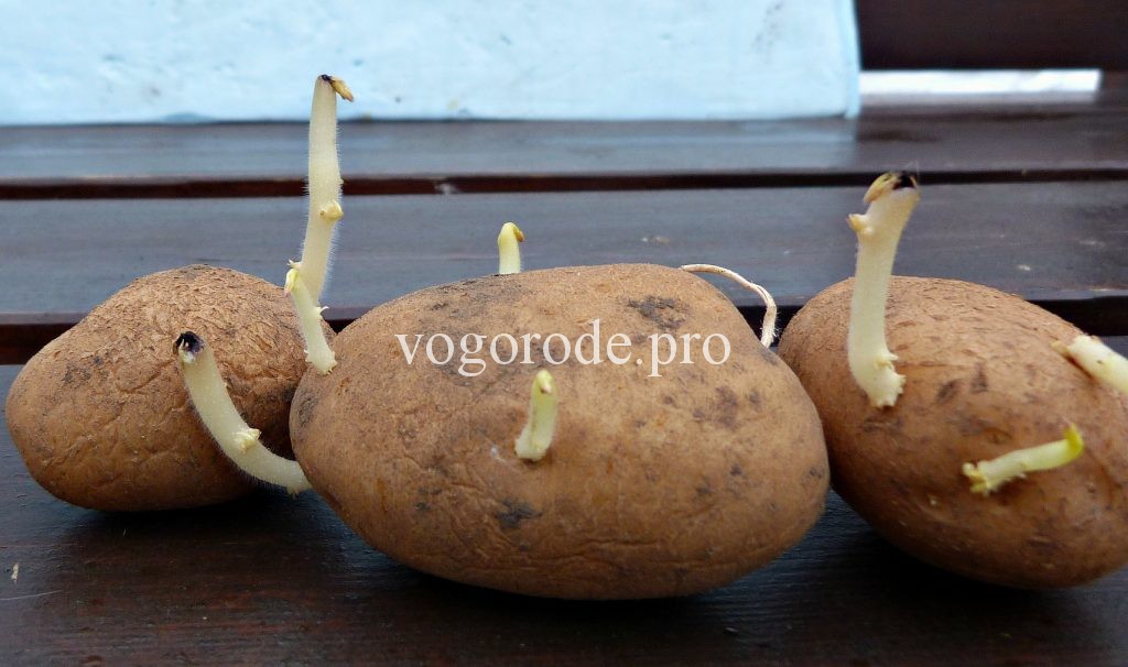 Ведро картофеля с куста пятой репродукции? Чернеют ростки у картофеля.