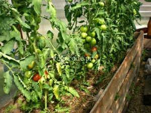 Выращивание ранних томатов в теплице Ленинградской области. Урожай в июне.