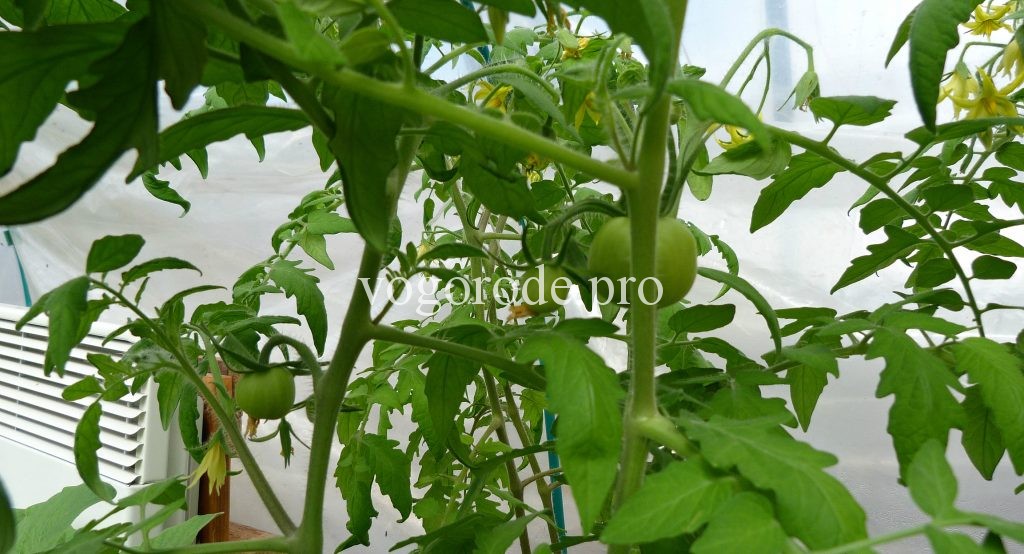 Как вырастить ранний урожай помидоров? Выращивание рассады 