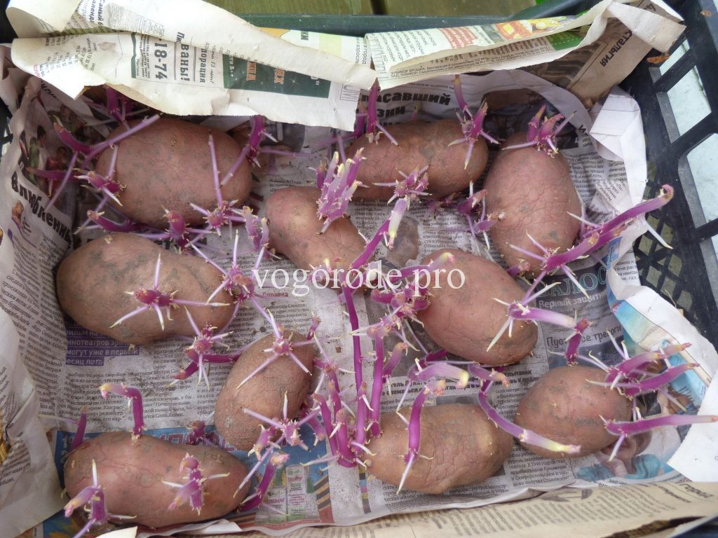 Как вырастить картофель из резанных клубней