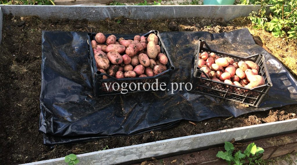Как вырастить картофель из резанных клубней?