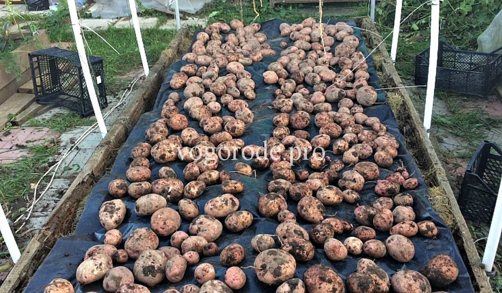 Выращивание картофеля от А до Я. Сажаем 1 кг картофеля получаем 60 кг.